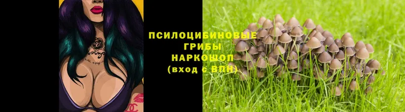 Галлюциногенные грибы Psilocybe  Биробиджан 